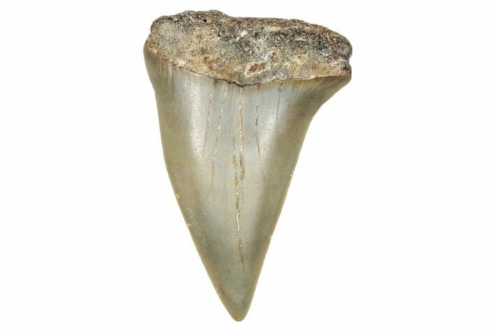 Fossil Broad-Toothed Mako Shark Tooth - North Carolina #272970